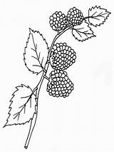 Coloring Blackberry Pages Berries Print Recommended Getdrawings Drawing sketch template