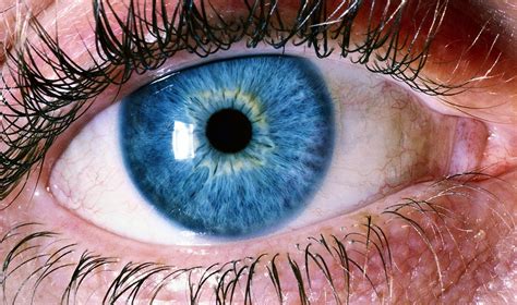 blue human eye  stock photo