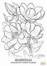 Coloring Mississippi State Flower Pages Printable Magnolia sketch template