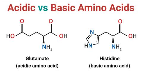 acidic  basic amino acids definition  key differences examples