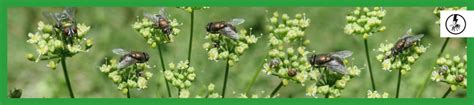 rid  cluster flies eraserpest cambridgeshire suffolk  essex
