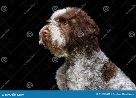 beautiful brown fluffy puppy stock image image  fluffy indoor