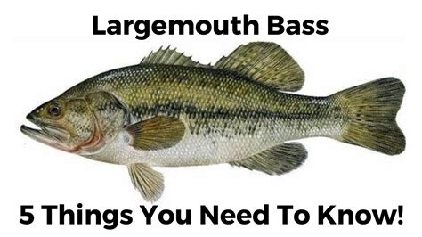 5 Things You Need To Know About Largemouth Bass Youtube