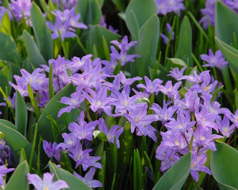 Chionodoxa Luciliae Violet Beauty Bulbs — Buy Online At Farmer Gracy Uk