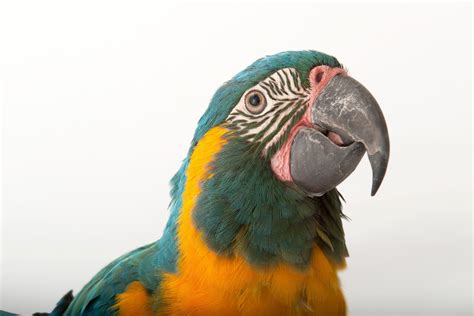 Blue Throated Macaw Facts And Photos