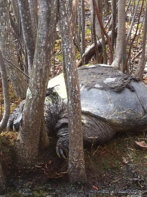 biggest snapping turtle ive   general discussion forum