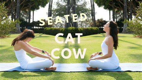 cat and cow yoga