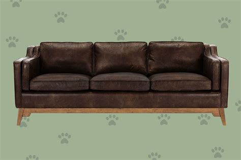 pet friendly couches  sofas daily paws