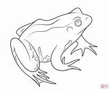 Frog Coqui Coloring Pages Clipart Drawing Frogs Line Realistic Getdrawings Sketch sketch template