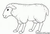 Sheep Coloring Pages Preschool Kids Smiling Printable Colorkid sketch template