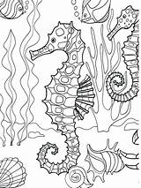 Underwater Seahorse sketch template
