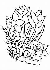 Coloring Pages Flowers Tulip Plants Flower Coloringonly Iris sketch template