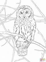 Owl Coloring Hoot Pages Printable Drawings Drawing Color Owls Designlooter Public 58kb 2048px 1536 sketch template