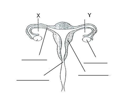 blank diagram of human reproductive systems the parts of the female