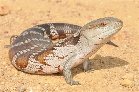 brown  white lizard sitting   ground