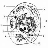 Celula Eucariota Colorear Vegetal Seonegativo sketch template