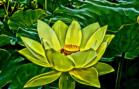 water lily painting  stock photo public domain pictures
