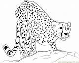 Cheetah Coloringpages101 Cheetahs Template sketch template