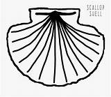 Scallop Getdrawings Shell Coloring Clipartkey sketch template