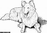 Sheepdog Coloring Shetland 18kb 500px Drawings sketch template