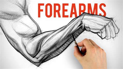 drawing  shading forearms arm anatomy demo proko