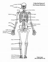 Coloring Skeleton Labeled Anatomy Pdf Support Below Exploringnature Sponsors Wonderful Please sketch template