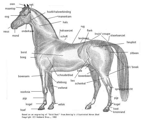 exterieur paarden encyclopedie