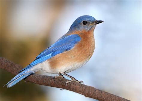 quotes about bluebirds quotesgram