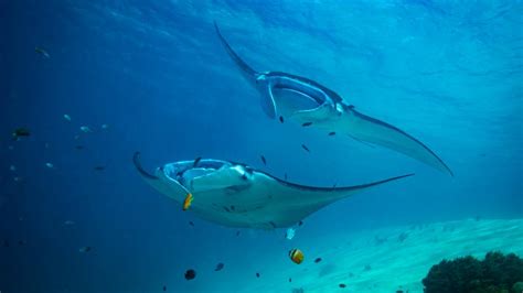 manta ray  stingray facts body structure habitat size  lots