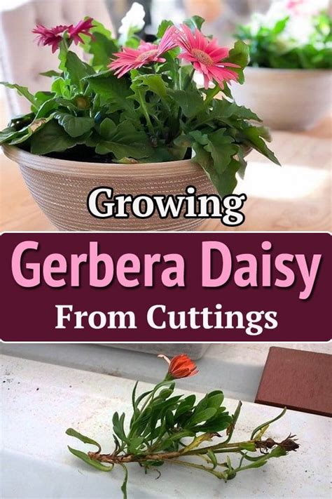 grow   gerbera daisies  cuttings gerbera daisy