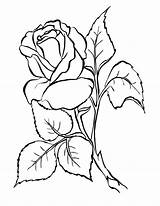 Colorat Trandafiri Desene Freehand Tekening Carta Planse Tegning Flori Sfatulparintilor Trandafirul Trandafir Fotobehang Branco Vector Imagini Artă Blad Pentru Fototapet sketch template