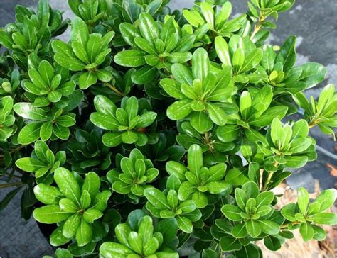 dwarf shrubs full sun ideas  pinterest premium plants