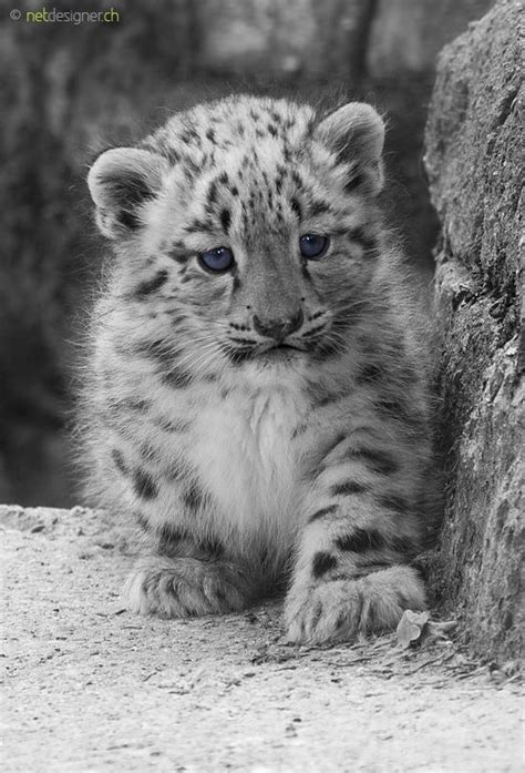 snow leopard cub art stuffs pinterest