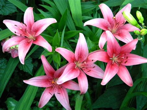 lilium stargazer  stargazer lily public domain clip art