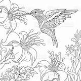 Hummingbird Flowers Hibiscus Vector Coloring Adult Sketch sketch template
