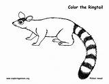 Ringtail Coloring sketch template
