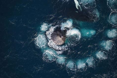 drone captures humpback whales catching krill  bubbles  scientist