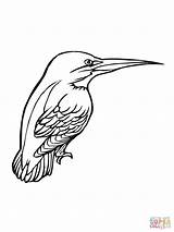 Kingfisher Coloring Bird Pages Printable Color Clipart Drawing Birds Supercoloring Drawings Categories 1024px 21kb sketch template