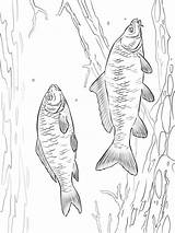 Pages Carp Coloring Fish sketch template