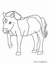 Pony Coloring Pages Shetland Printable Ponies Cute Farm Animal Horse Colouring Horses Animals Color Print Hellokids Kindergarten sketch template