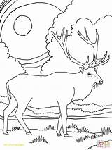 Pages Elk Coloring Bull Getcolorings sketch template