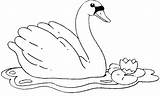 Cisnes Pintar Cisne Swan Coloriage Cygne Counting Atividade Aves sketch template