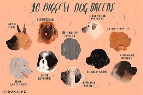 biggest dog breeds   world