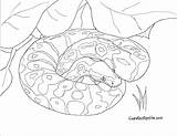 Sheets Rattlesnake Diamondback Snakes Königspython Ausmalbilder Designlooter Venomous Americas Heaviest Kiezen sketch template