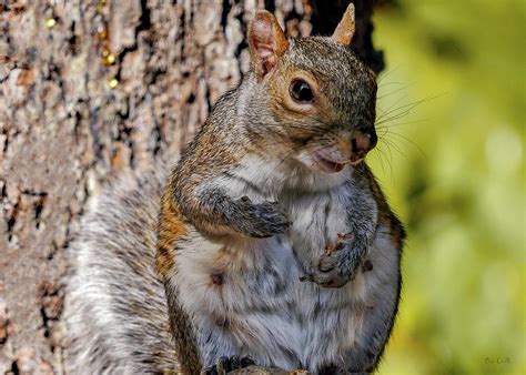 Sexy Squirrel Photograph By Bob Orsillo Fine Art America
