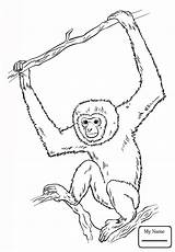 Orangutan Coloring Pages Template Printable Color Getcolorings Sketch Orangutans sketch template