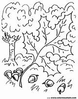 Oak Coloring Leaf Pages Vines Tree Leaves Drawing Template Clip Getcolorings Getdrawings Silhouette Colorings sketch template