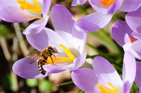 bee pollination importance steps  guide agri farming