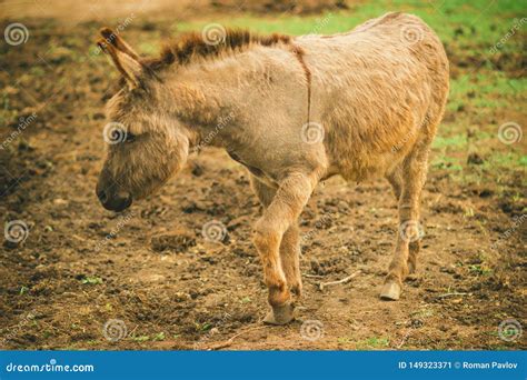 stubborn donkey stock    royalty