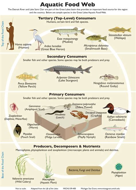 aquatic ecosystem  functions importance   man